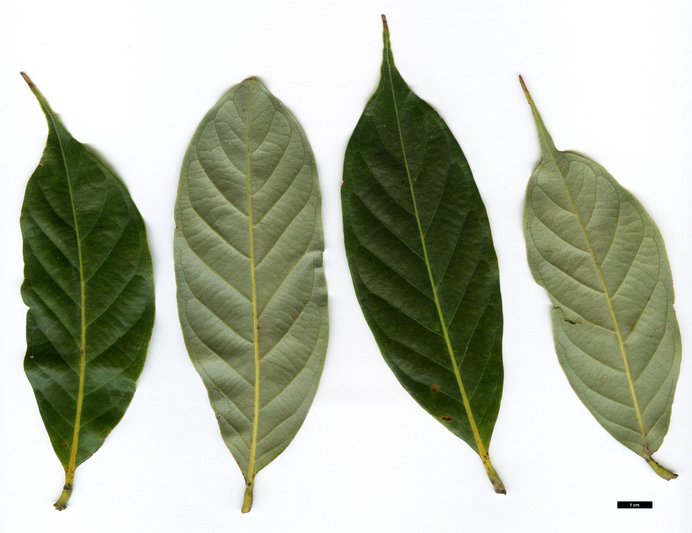 High resolution image: Family: Fagaceae - Genus: Lithocarpus - Taxon: pachyphyllus - SpeciesSub: var. fruticosus
